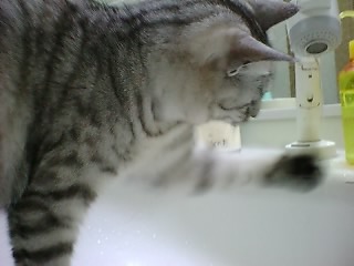 c0065287_113365.jpg