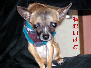 c0019050_11372219.gif