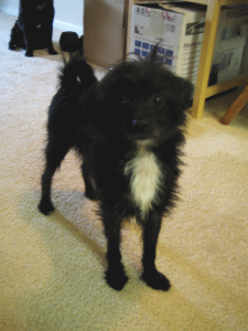b0035453_1336041.gif
