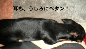 c0012571_13435399.gif