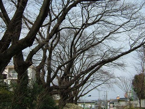 b0064679_21521.jpg