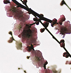 a0021670_10202113.jpg