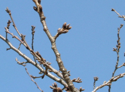 c0044199_17364993.jpg
