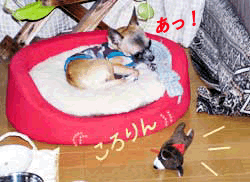 c0019050_1111425.gif