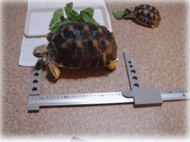 b0055276_1151748.gif