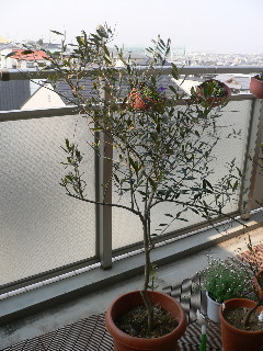 b0044528_2081733.jpg