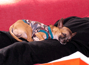 c0019050_11552114.gif