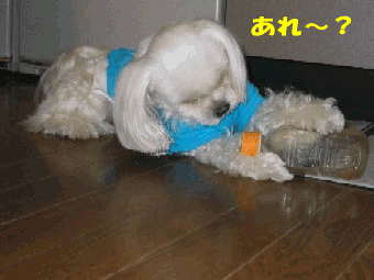 b0060071_18522975.gif