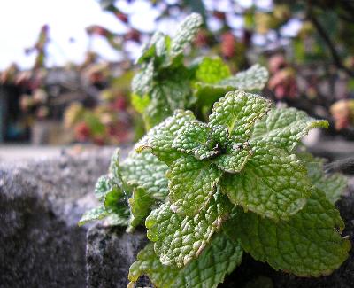c0072843_1716773.jpg