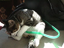 c0035001_15463279.jpg