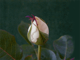 a0024531_14345284.gif