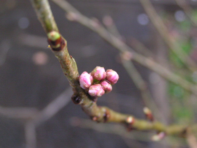 c0042869_10111747.jpg
