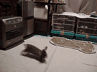 b0030701_9323316.gif