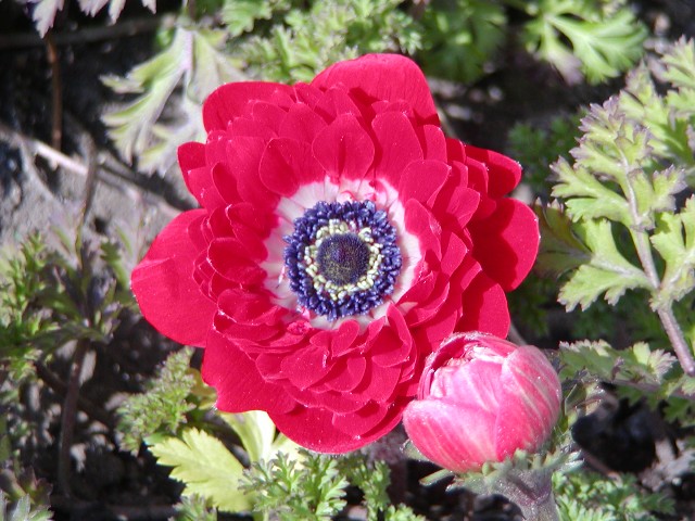 a0004023_7293269.jpg