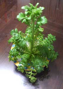 b0012950_15365859.jpg