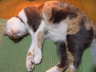 a0034419_14192149.jpg