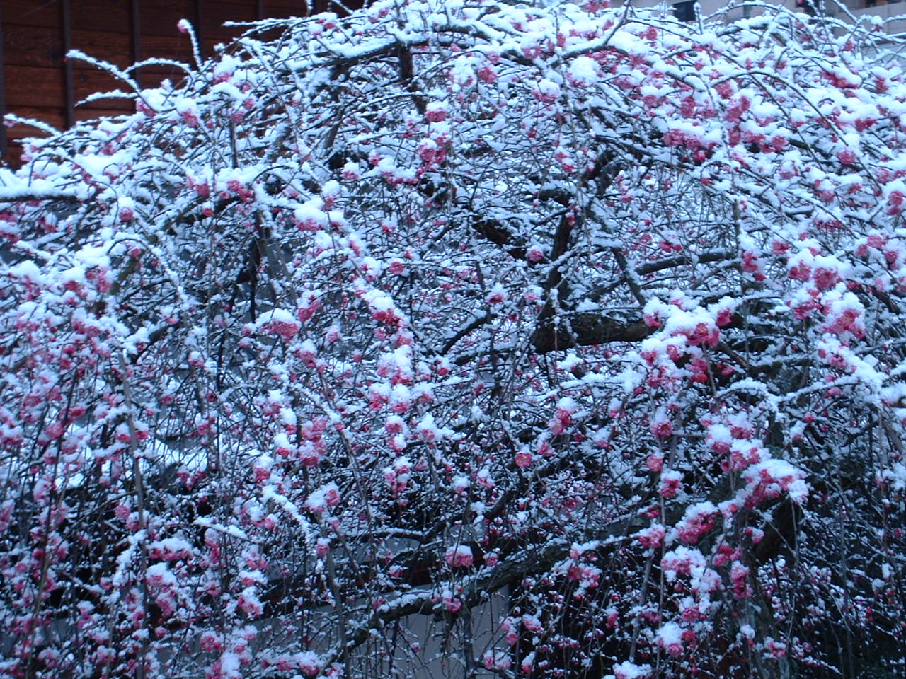 b0025633_2030623.jpg