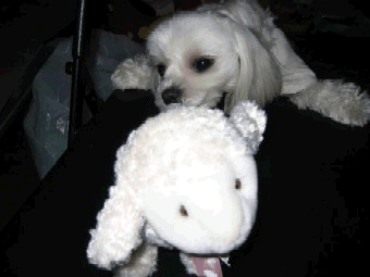 b0060071_1532241.gif