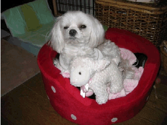 b0060071_154889.gif