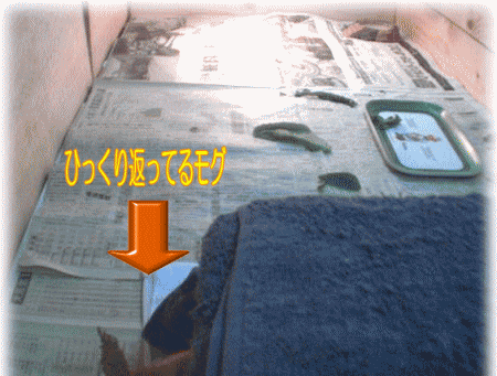b0055276_2194380.gif
