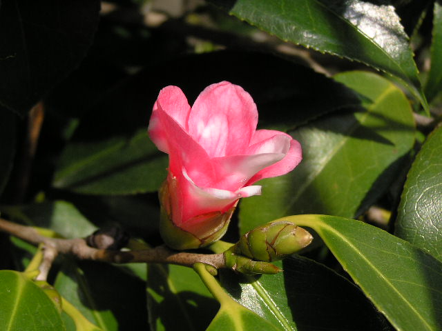 c0042869_22211494.jpg