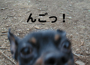 c0012571_13125988.gif