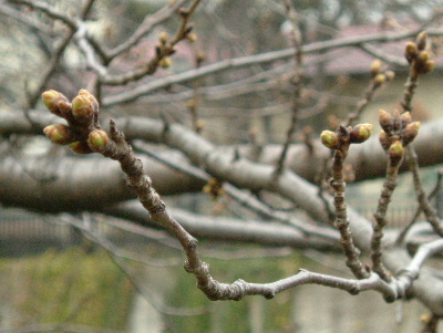 c0044199_22183037.jpg