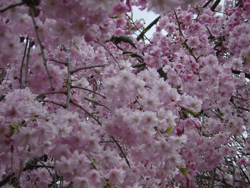 c0047602_2131197.jpg