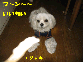 b0060071_22251997.gif