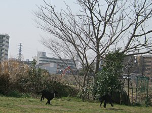 c0050400_0321759.jpg