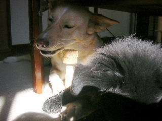 c0065643_201389.jpg