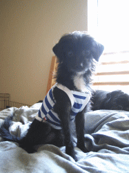 b0035453_14285998.gif