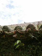 c0068090_9143020.jpg