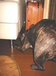 c0015354_86296.jpg