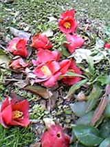 c0069036_19113622.jpg