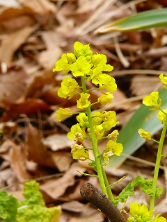 b0009029_14131675.jpg