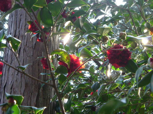 b0055171_21175659.jpg