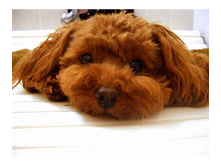 d0001509_211527.gif