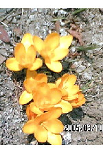 c0011446_4495876.jpg