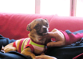 c0019050_23484866.gif