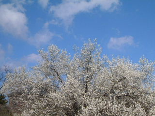b0001284_8572279.jpg