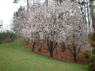 b0001284_857929.jpg