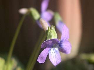 b0061107_1149529.jpg