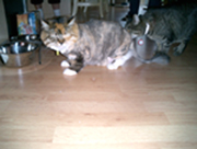 c0057810_94104.jpg