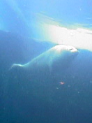 c0023076_8394513.jpg