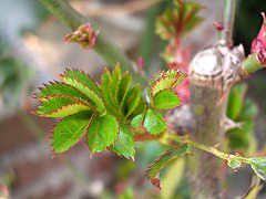c0045882_211729.jpg