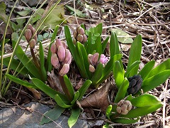 c0045882_21232340.jpg