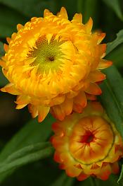 a0003697_2035193.jpg