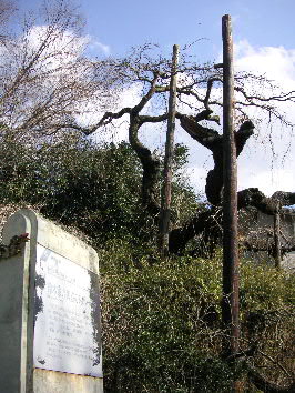 a0003150_80378.jpg