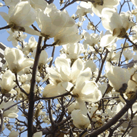 c0062361_22515757.gif